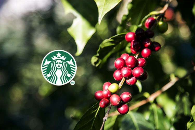Plantas de Café