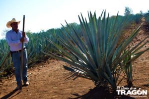 Guía Gastronómica Sabores de Tequila