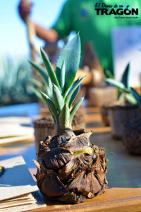 Guía Gastronómica Sabores de Tequila