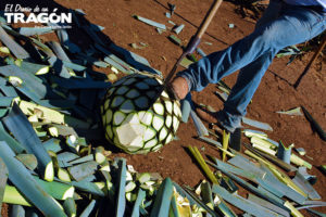 Guía Gastronómica Sabores de Tequila