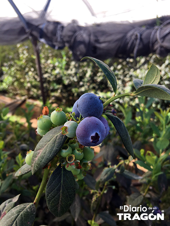 Berries