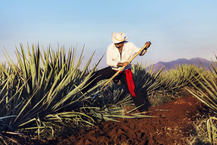 Tequila, Jalisco