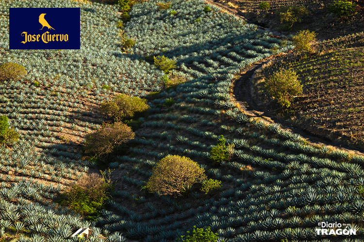 Mundo del Tequila