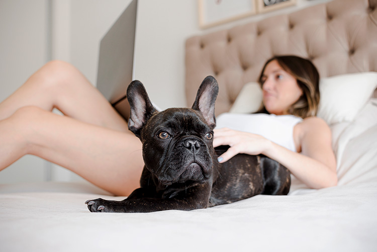 pet friendly