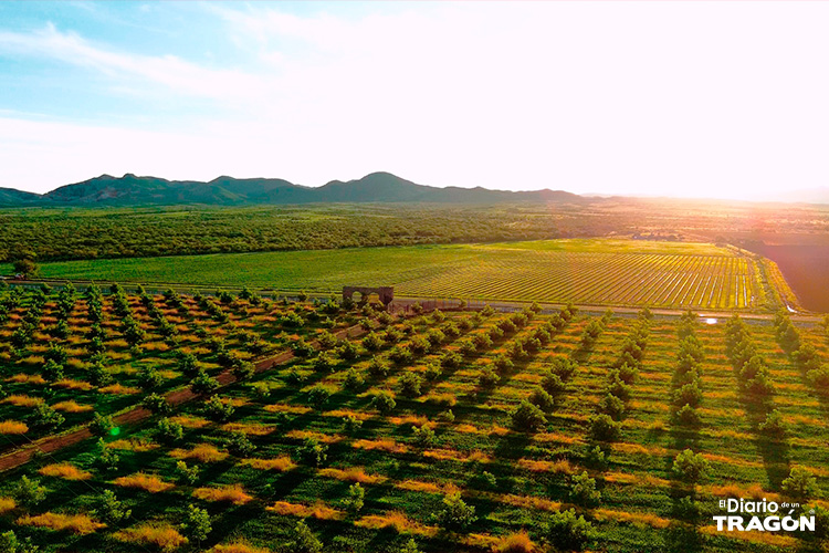 Vino Fest Chihuahua